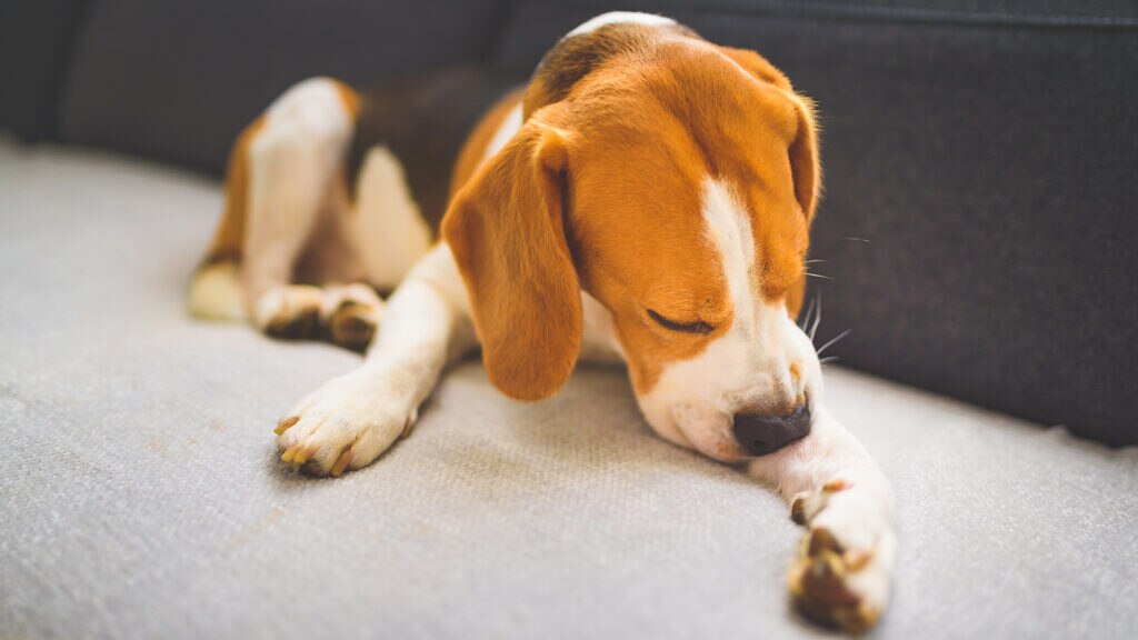rifampin for dogs: itchy dog licking leg