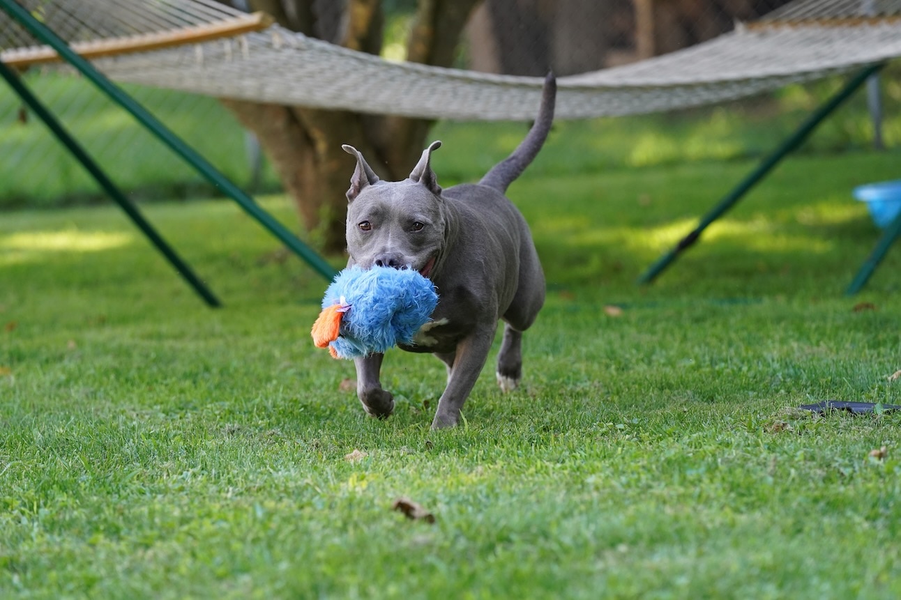 A Staffordshire Bull Terrier playing with a blue stuffy toy. Learn the difference between an American Pit Bull Terrier vs. Staffordshire Bull Terrier.