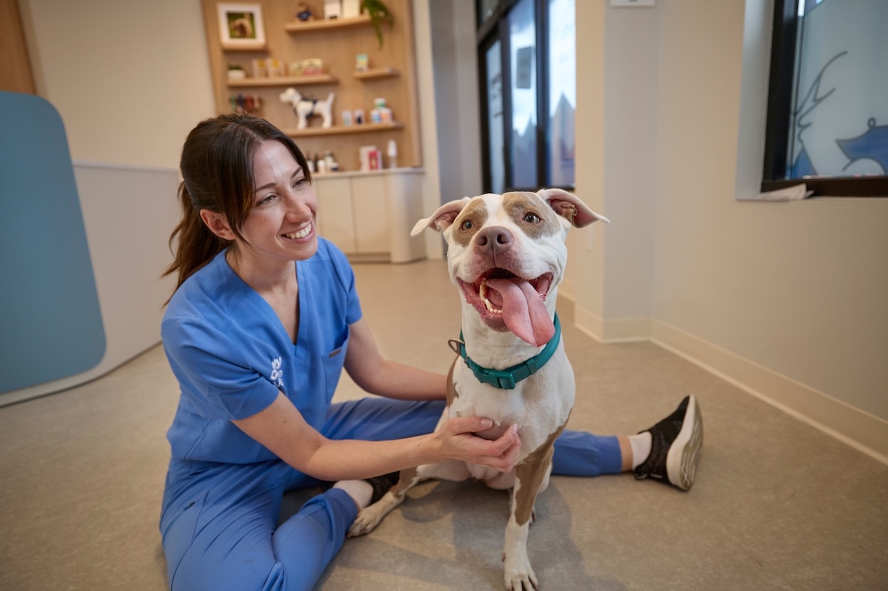 A veterinarian sitting on the ground with a pit bull. Learn the difference between a Pit Bull vs. Staffordshire Bull Terrier.