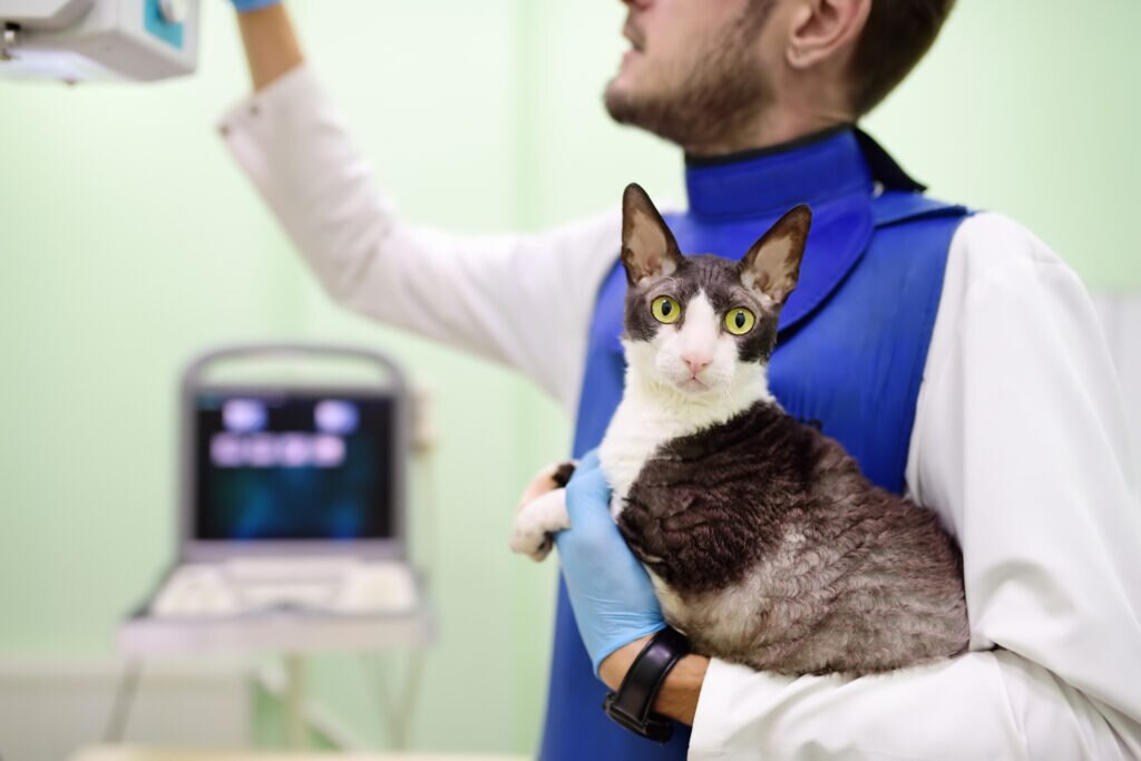 Veterinarian preparing a cat for imaging as part of cancer screening in cats, using protective gear and diagnostic equipment.