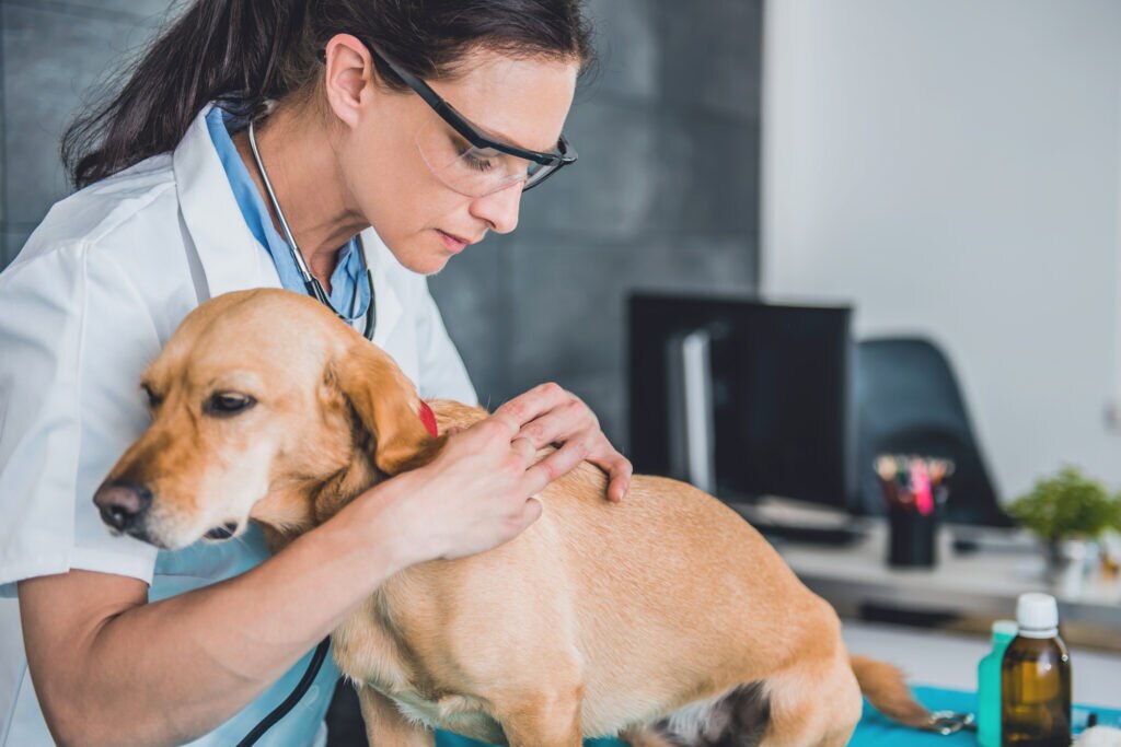 lipoma in dogs; a veterinarian examines at dog for lipomas.