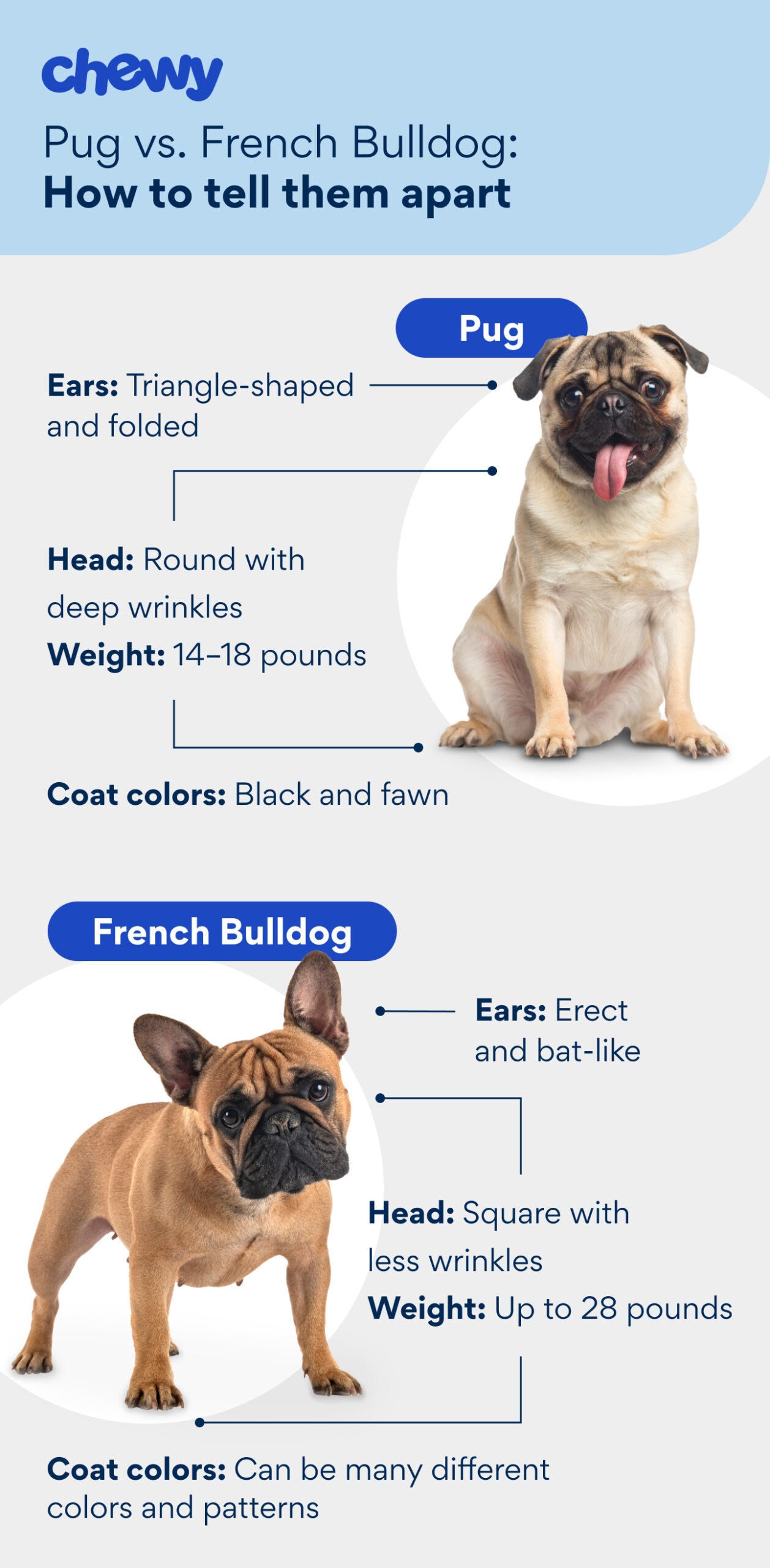 A diagram showing the physical differences between pugs vs. french bulldogs