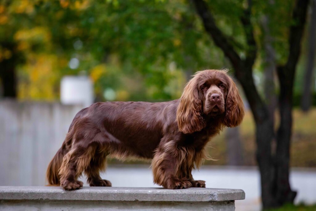 a sussex spaniel standing in a park