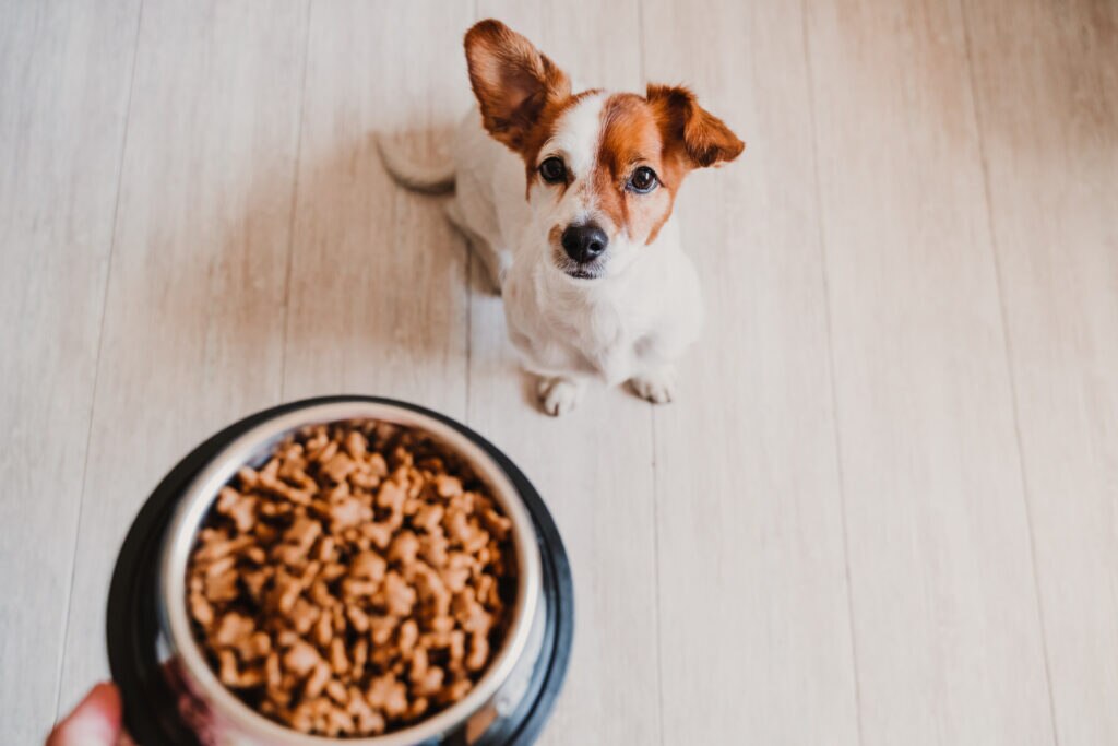 how much should I feed my dog: dog looking at dog food in bowl