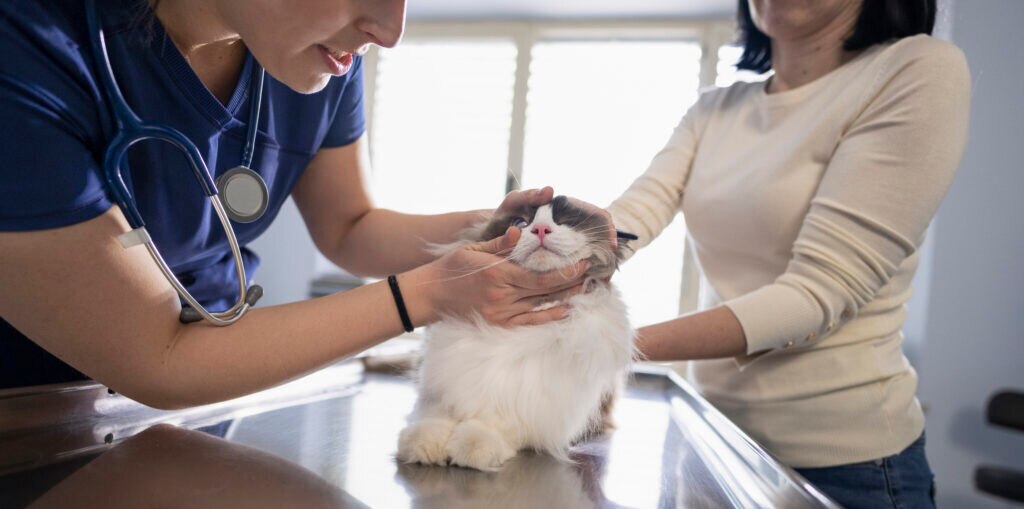cat nosebleed; a vet examines a possible bloody nose in a cat.