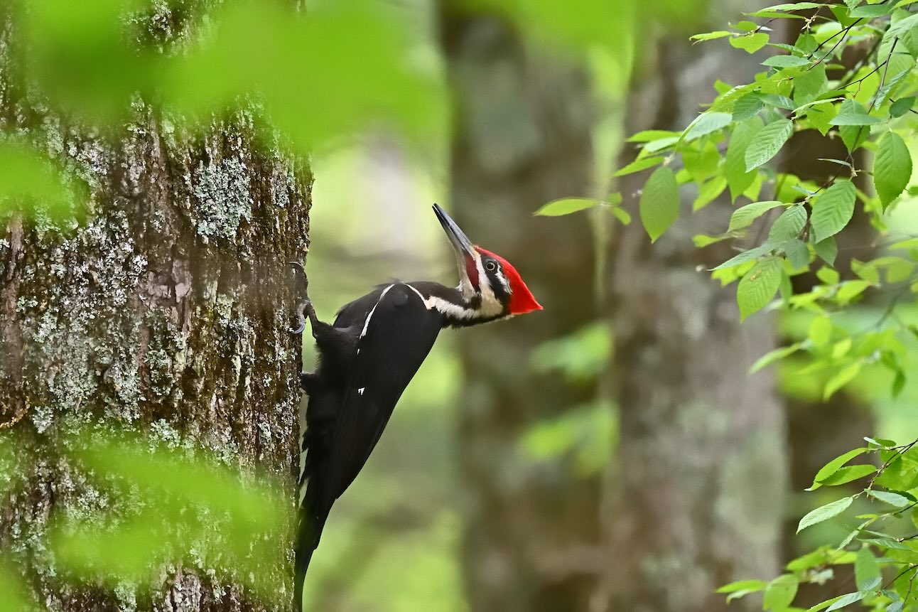 Everything To Know About Woodpeckers, Where They Live, and What They Eat
