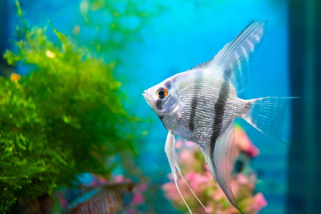 angelfish swimming in aquarium