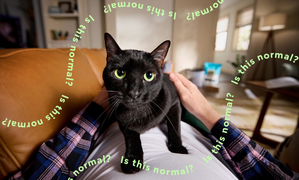 why does my cat stare at me: cat staring at their pet parent