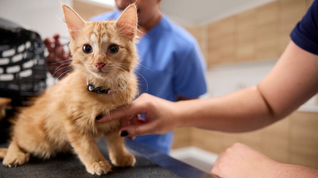 kitten vaccine schedule: kitten at the vet