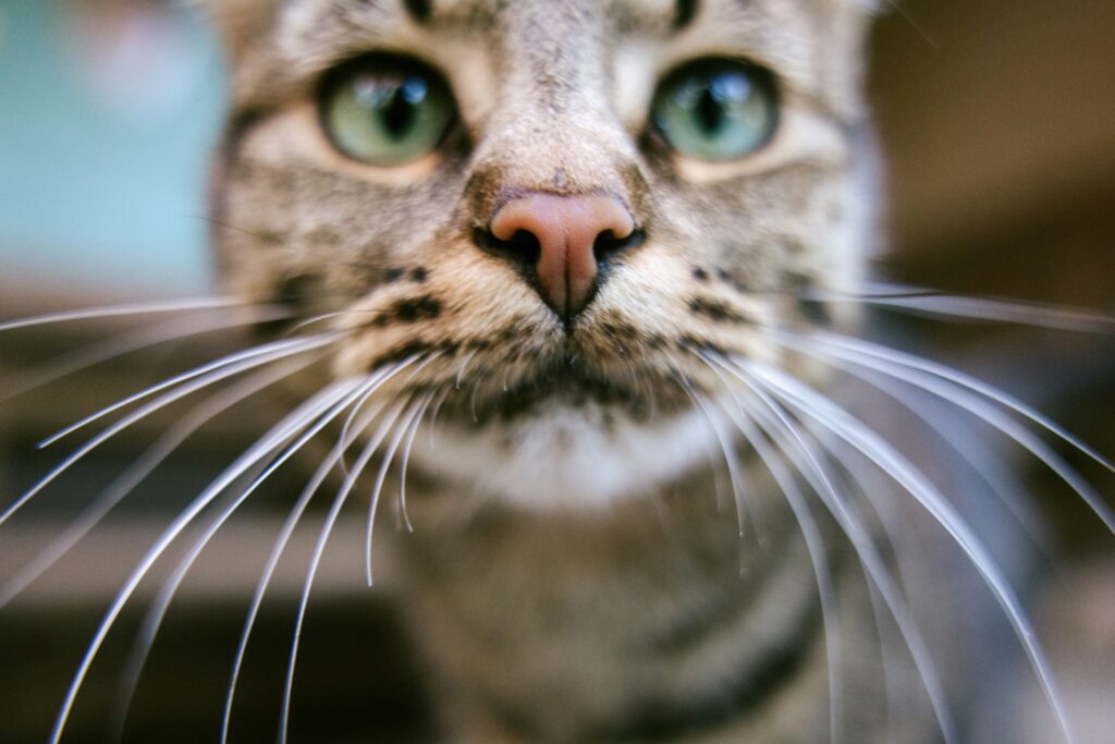 a tabby cat lying on his back and showing off his long whiskers