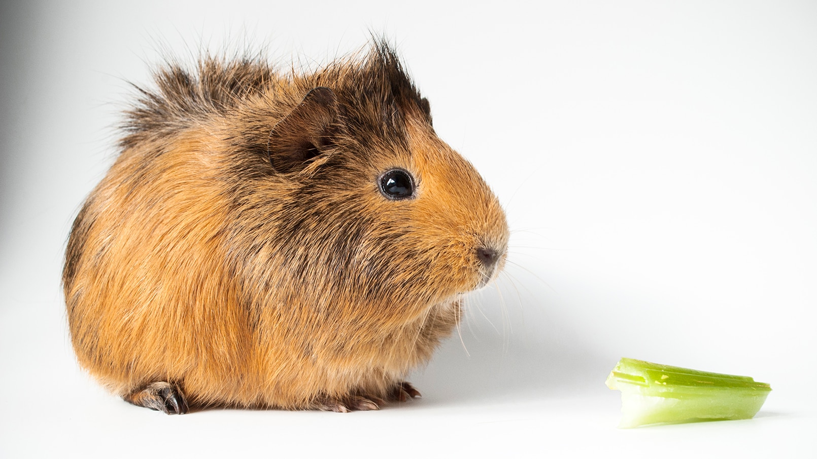 Picture of Can Guinea Pigs Eat Celery? | Chewy