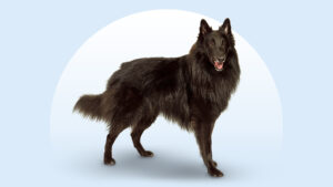 Belgian Sheepdog (Groenendael)