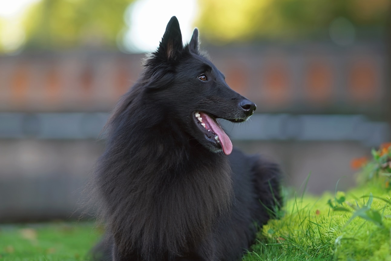 A longhaired black Belgian Sheepdog, a herding dog, lying outisde