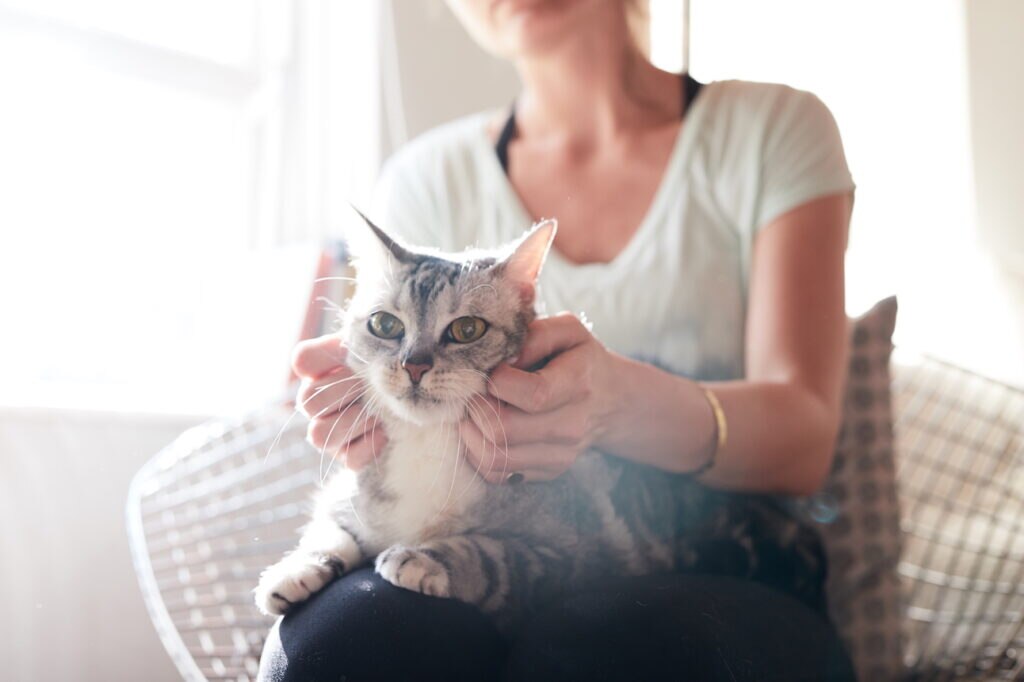 A gray and white tabby being petted while sitting on a woman’s lap. Learn about adopting a senior cat.