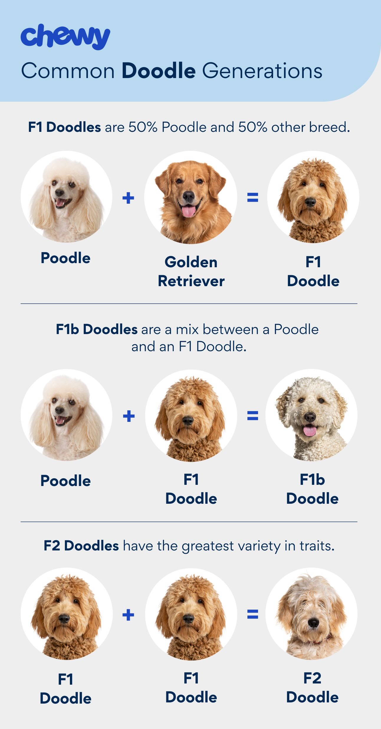 Graphic showing the makeup of different doodle dog generations: F1 doodles, F1b doodles, and F2 doodles