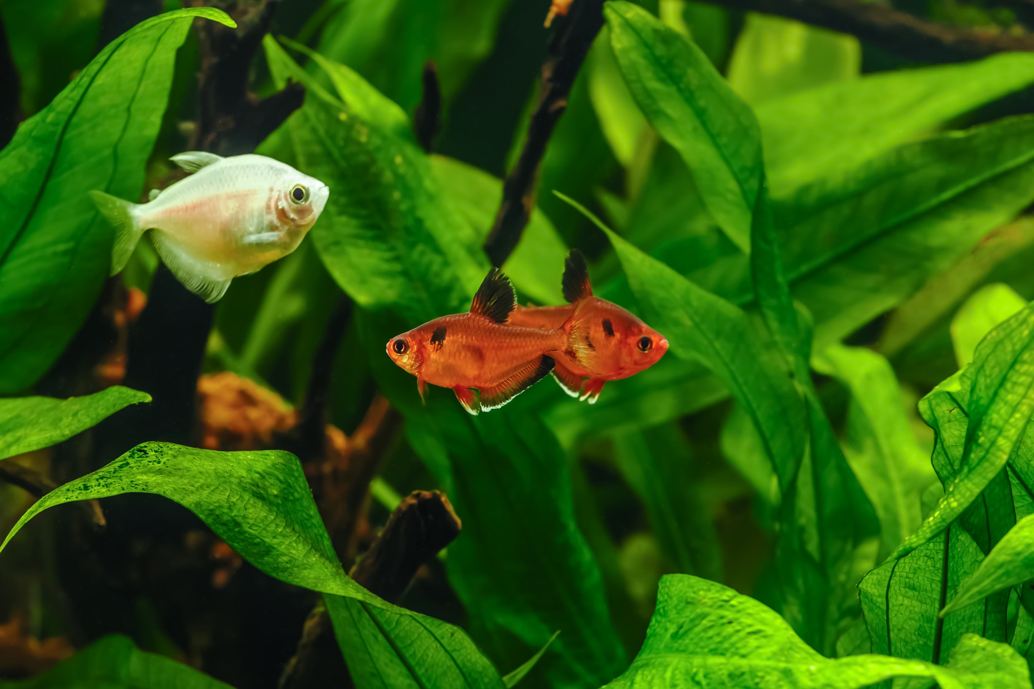 Which Fish Can Live Together in a Community Fish Tank? | Chewy