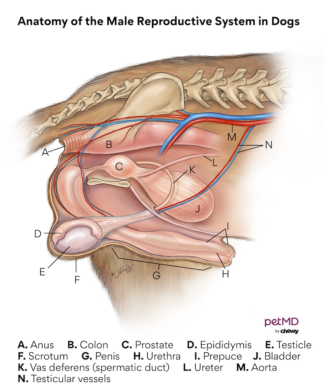 dog neutering; a diagram of the reproductive system in dogs.