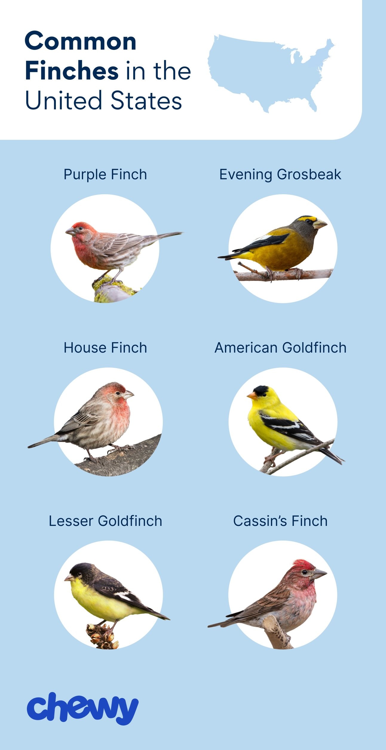 graphic of different types of finches in the U.S.