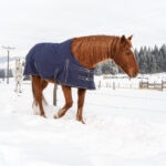 Horse Blanket Guide: How To Choose the Best Horse Blankets