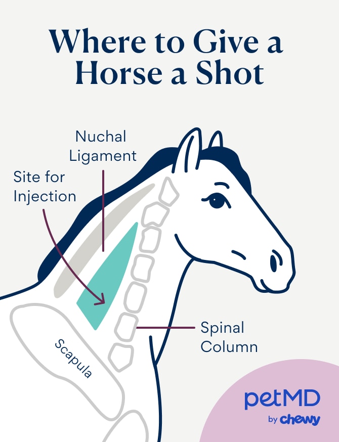 effects of b12 injection Injectable Horse Vitamins main image 0