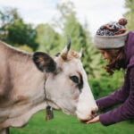 What Do Cows Eat?