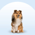 A Shetland Sheepdog sitting on an isolated blue background
