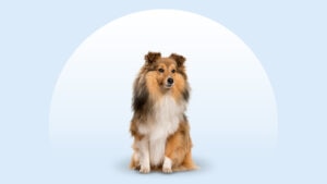 Shetland Sheepdog