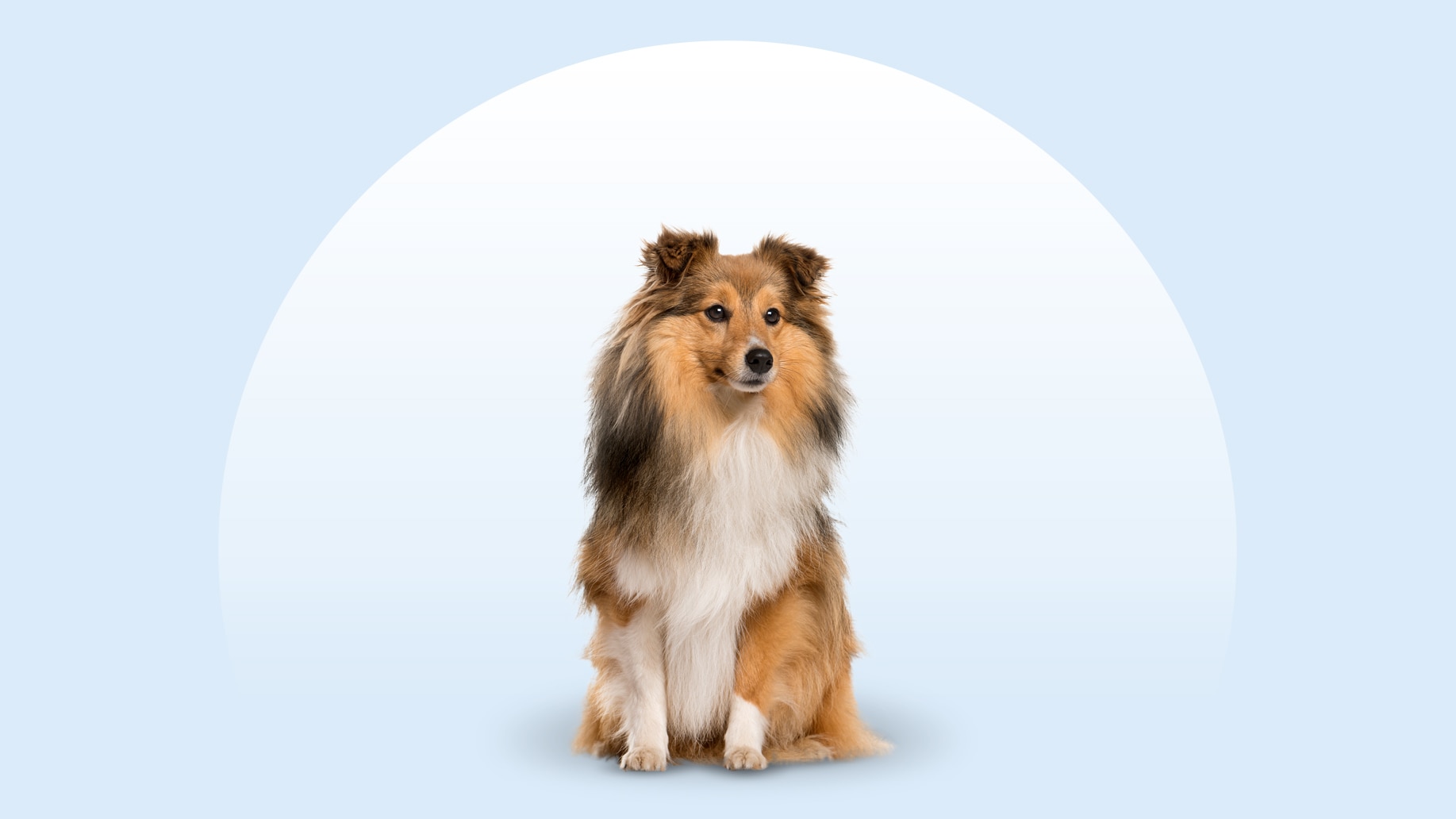 A Shetland Sheepdog sitting on an isolated blue background