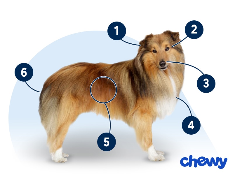Photo of a Shetland Sheepdog