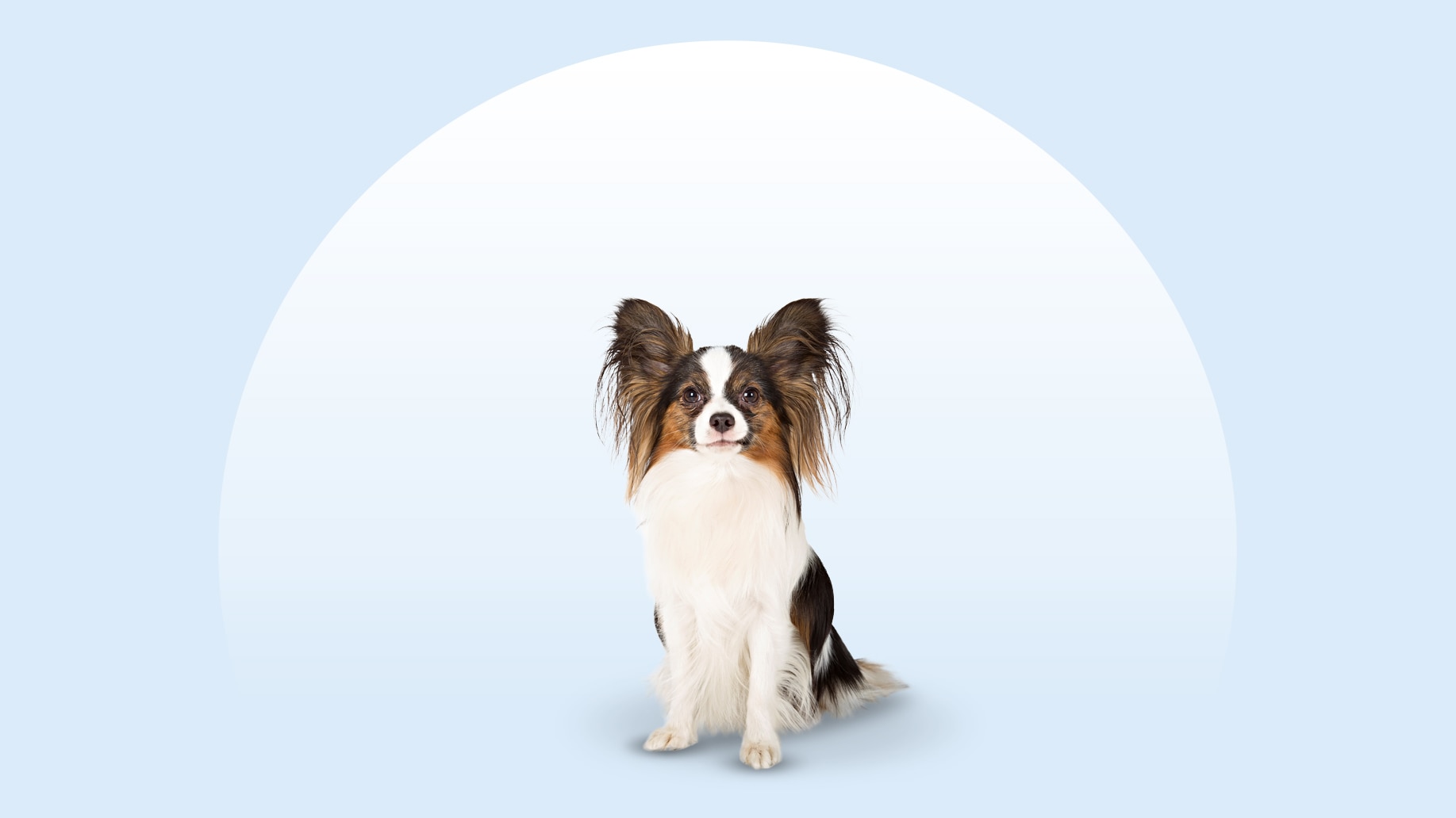 A small Papillon dog sitting on an isolated blue background