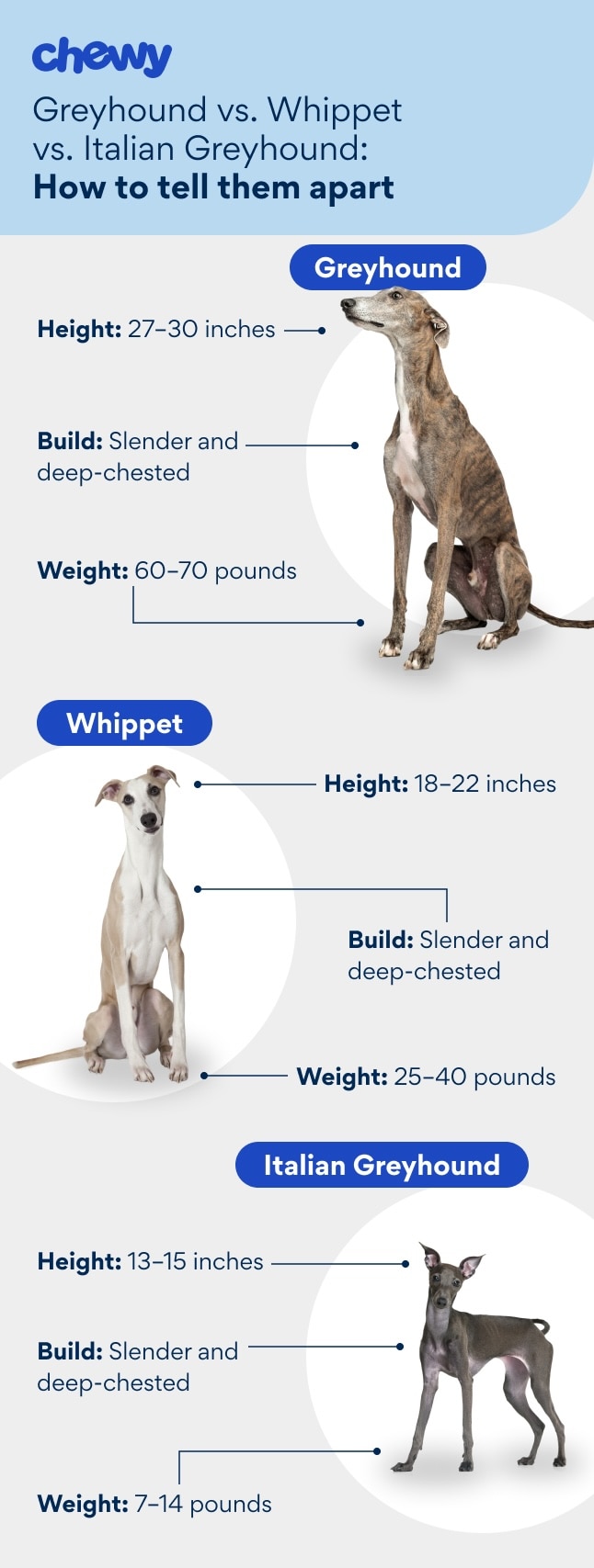 A graphic showing the appearance of whippets, greyhounds, and italian greyhounds