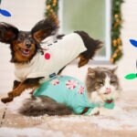 Chewy&#8217;s Holiday Guide: Helpful Tips, DIY Fun, Gift Ideas, and More