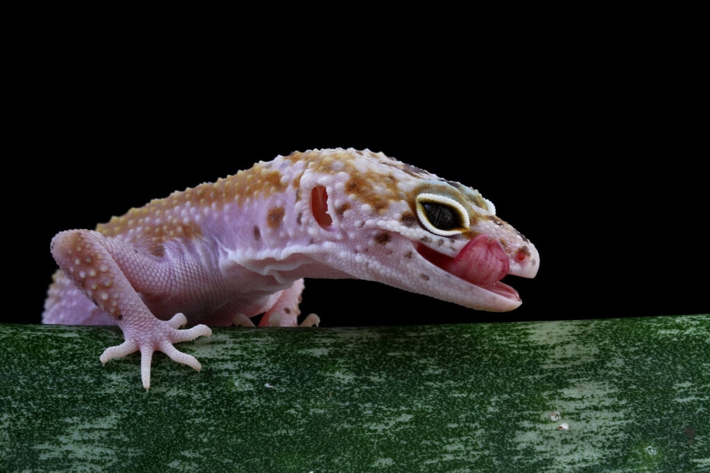 leopard gecko crawling on a tree with its mouth open, eublepharis macularius isolated on black background