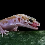 What Do Leopard Geckos Eat?