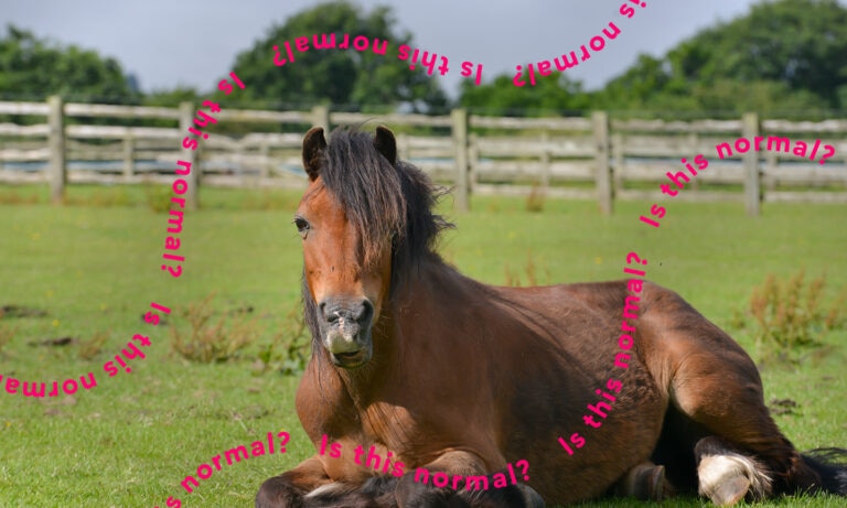do horses lay down: horse lying down on grass