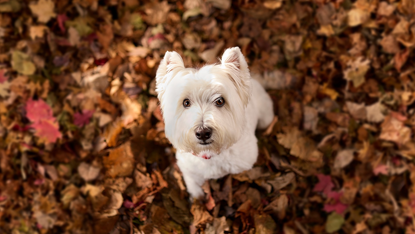 View of Can Dogs Eat Leaves? | Chewy