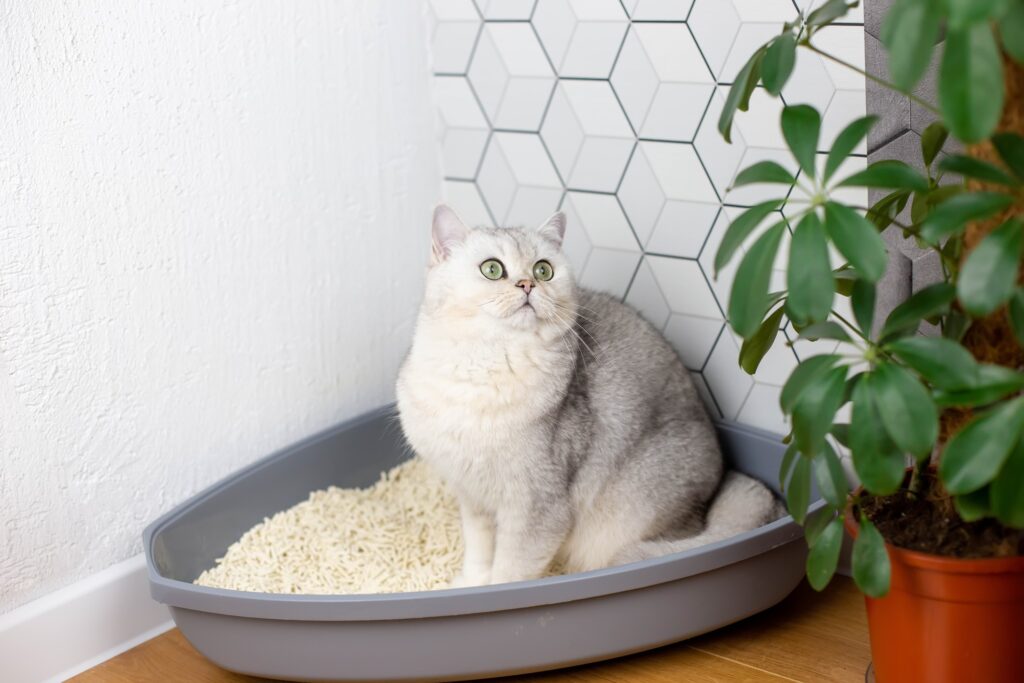 A silver British Shorthair cat sitting in a litter box. Learn about the best litter for declawed cats.