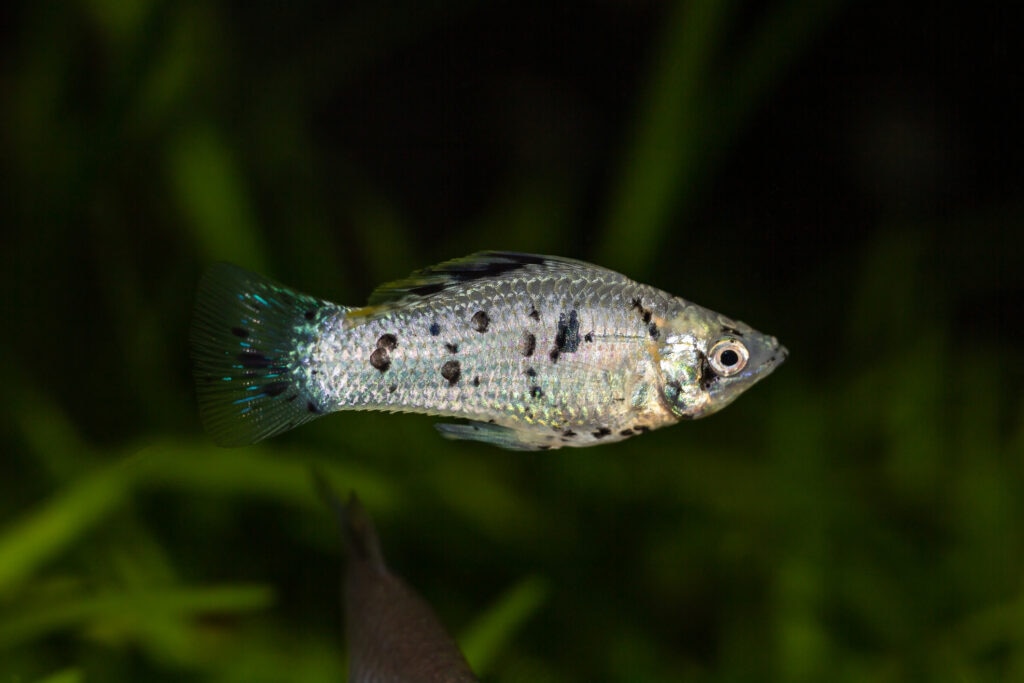 molly fish