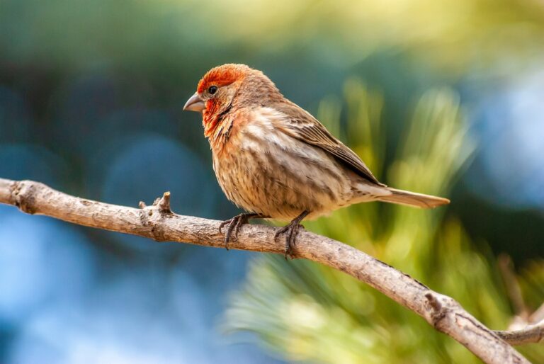 A house finch sitting on a tree branch.
