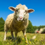 How Long Do Sheep Live?