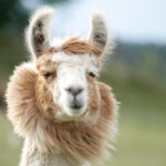 What Do Llamas Eat?