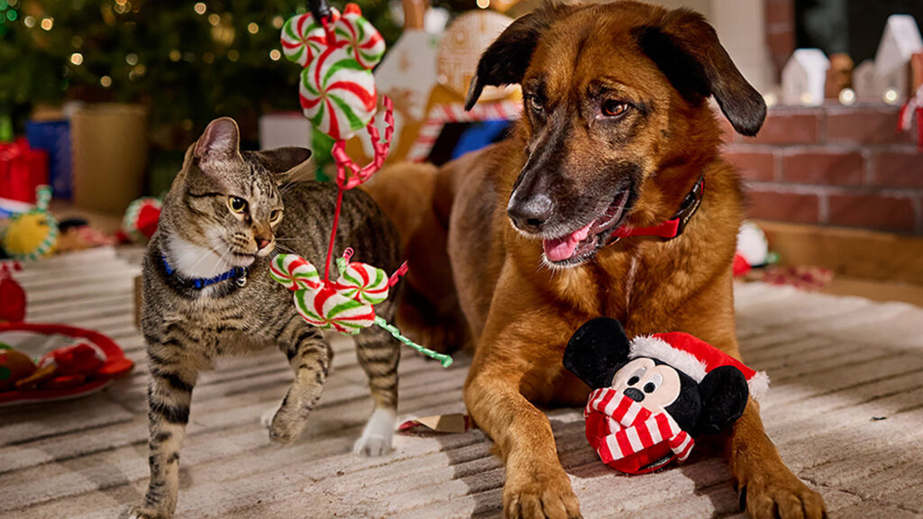 A cat and dog playing with holiday toys