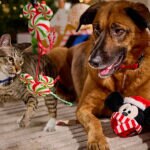 Puzzle Solved: Your Holiday Answers Await