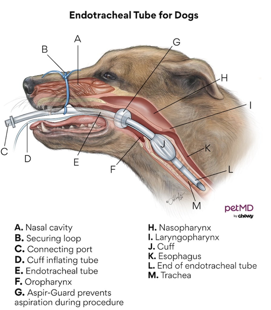 diagram of an endo tube for dogs