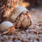 How Long Do Hermit Crabs Live? Everything You Need to Know About Hermit Crab Life Expectancy