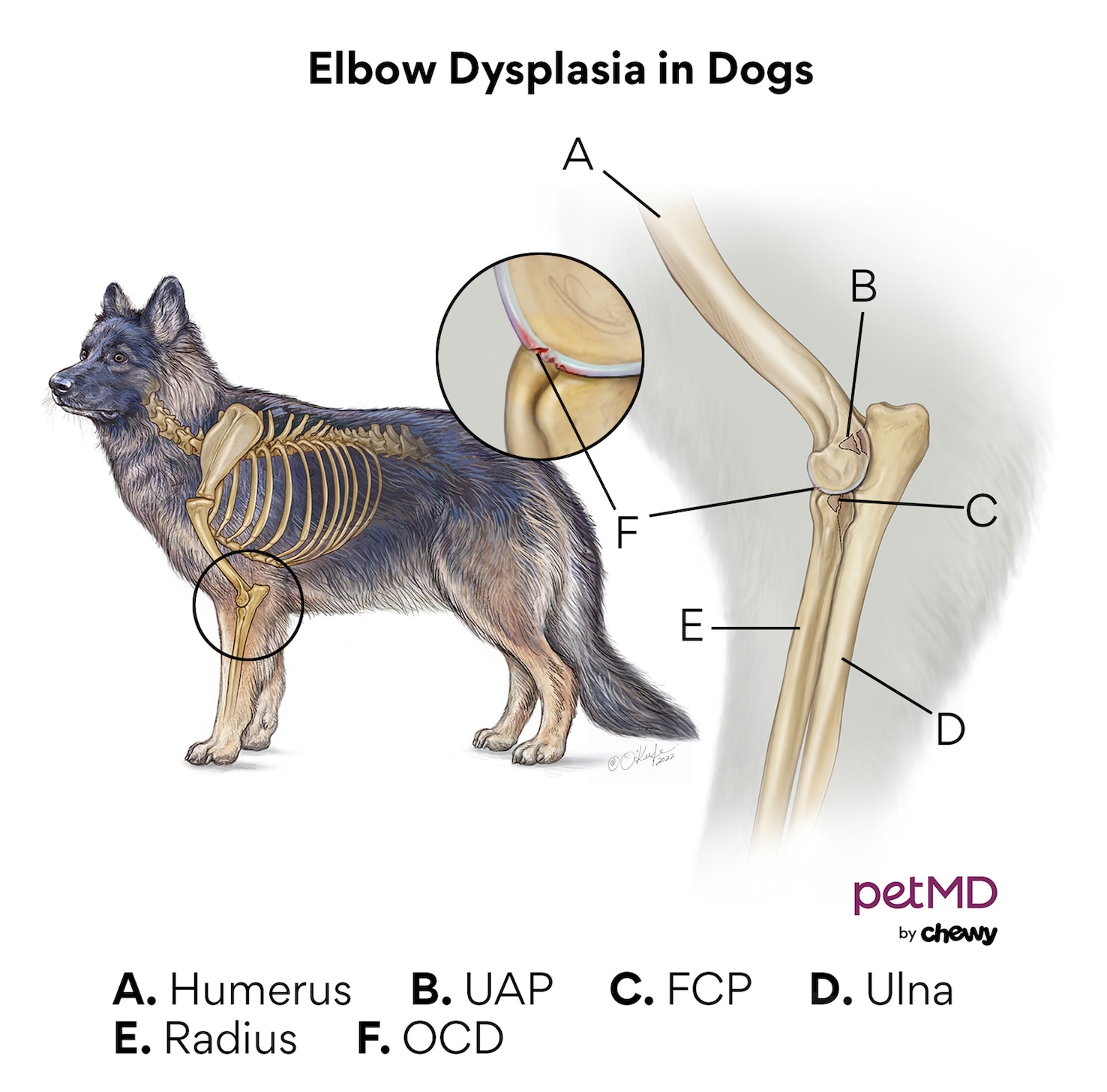 A diagram of elbow dysplasia in dogs.