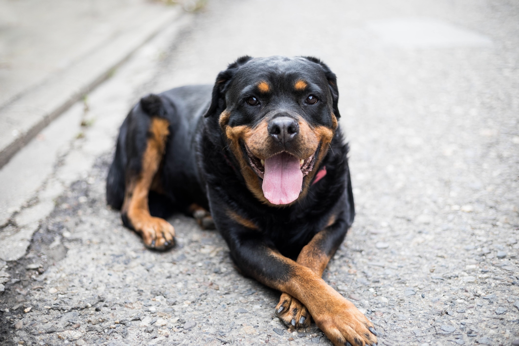A Rottweiler dog lying on concrete and smiling with her front paws crossed. 