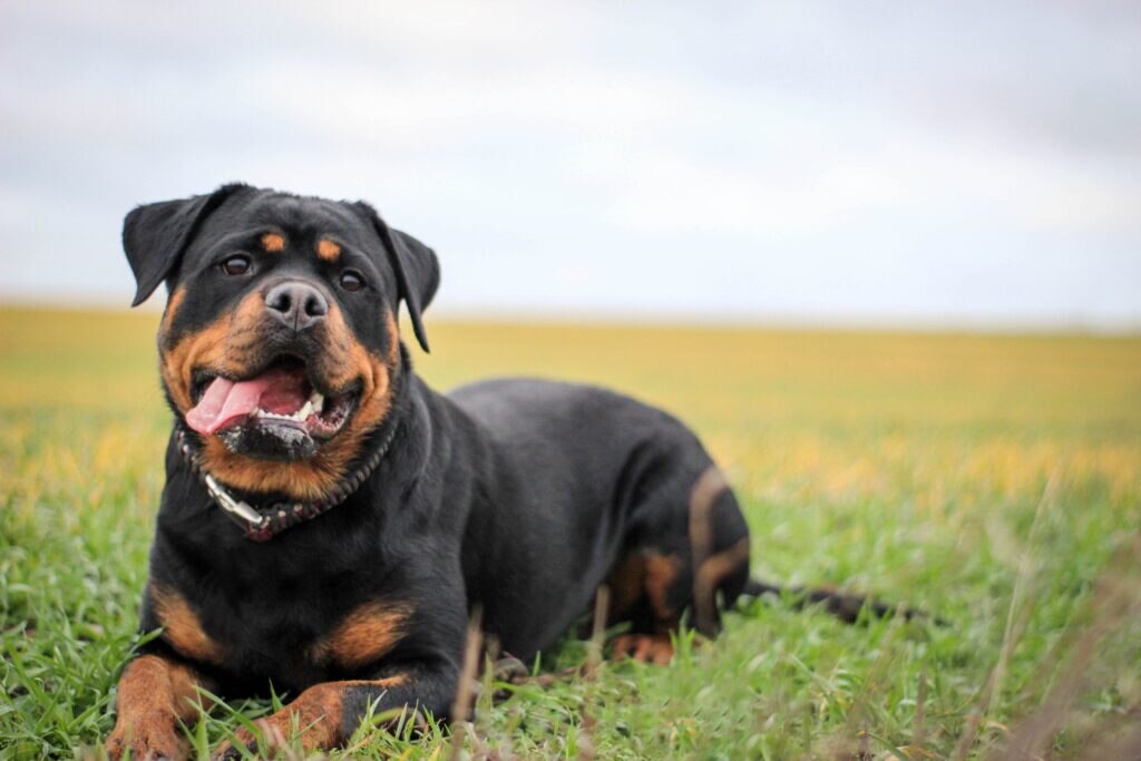 A Rottweiler dog lying in grass with his tongue out.