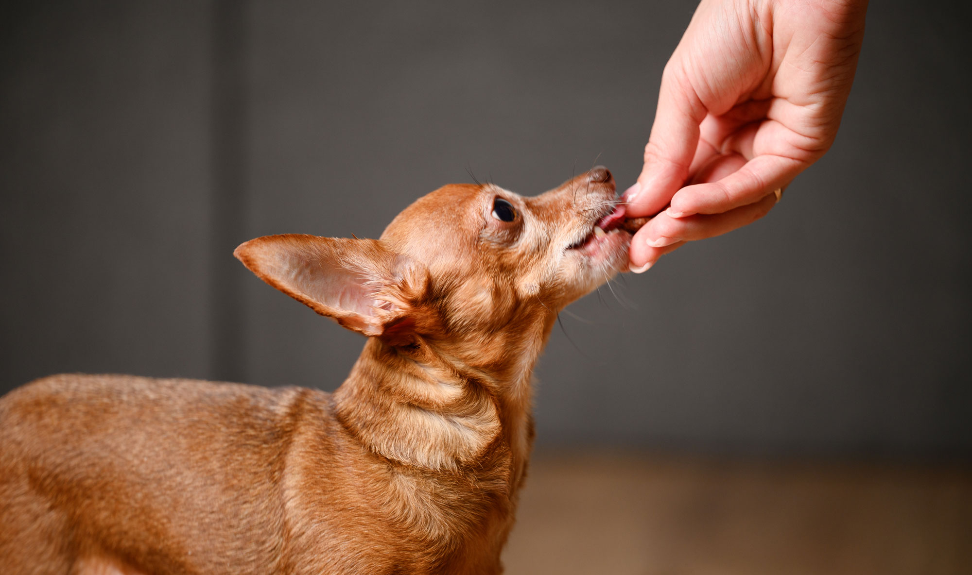 Dog getting a treat