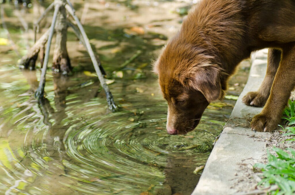 Dog drinking from lake, a source of leptospirosis bacteria